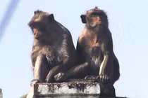 Đàn khỉ “đại náo” ở quận 12 giờ ra sao?