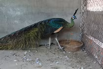 Trại chim quý giá 100 triệu đồng/cặp khách xếp hàng chờ mua