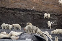 Băng đảng 200 con gấu Bắc Cực đi mở tiệc đánh chén cá voi