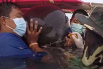 Rùng mình với thứ nằm trong bụng khiến cá voi tử vong