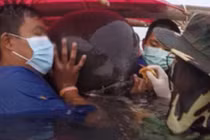 Rùng mình với thứ nằm trong bụng khiến cá voi tử vong