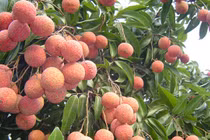 Chống ung thư, tăng ham muốn cực tốt nhờ ... quả vải