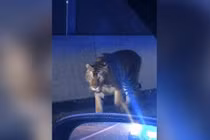 Hổ dữ nhảy qua hàng rào, đánh nhau với chó nhà ở Mỹ