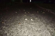 Phát hiện ra những đốm sáng, cô gái "ngớ người" khi phát hiện ra sự thật