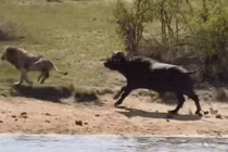 Video: Trâu rừng bị hàng chục sư tử truy sát trên sông và cái kết ngược