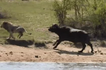 Video: Trâu rừng bị hàng chục sư tử truy sát trên sông và cái kết ngược