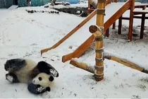 Video: Cặp gấu trúc sinh đôi nghịch ngợm chơi trò cầu trượt sau cơn bão tuyết