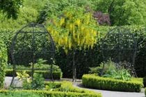 Khu vườn “cực độc”, cây có thể gây chết người hoặc hôn mê