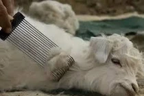 Video: Do đâu vải cashmere lại rất hiếm và có giá đắt đỏ như vậy?