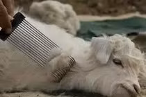 Video: Do đâu vải cashmere lại rất hiếm và có giá đắt đỏ như vậy?