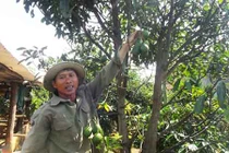 Tỉ mẩn ghép chồi bơ ngoại vào gốc bơ nội, ngỡ vứt đi mà lại có tiền