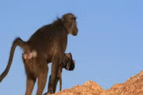 Vì sao nhiều loài động vật ôm xác con mới sinh nhiều ngày?