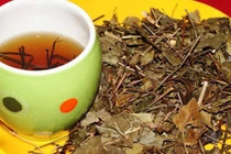 Loạt tác dụng tuyệt vời đối với sức khỏe của nước lá vối