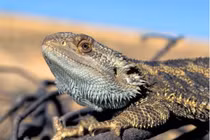 Nhiệt độ quá nóng khiến thằn lằn phải "chuyển giới"