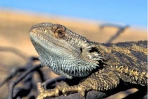 Nhiệt độ quá nóng khiến thằn lằn phải "chuyển giới"