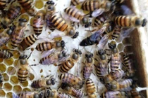 1 phụ nữ ngất xỉu vì bị ong rừng đốt