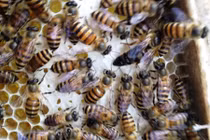 1 phụ nữ ngất xỉu vì bị ong rừng đốt