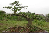 Bắt giữ thầy cúng thực hiện 9 vụ trộm cây cảnh