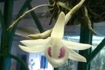 Chủ cũ giỏ lan giả hạc 6,8 tỷ đồng tiết lộ thông tin bất ngờ