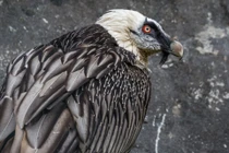 Những loài chim kỳ dị và nguy hiểm nhất thế giới