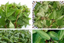 Loại rau tác dụng thần kỳ giúp giải độc, trị táo bón 