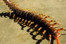 Video: Rết khổng lồ: "Quái vật" rừng rậm Amazon săn mồi