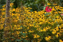 Bị người tình lợi dụng tiền bạc, tôi không biết làm sao để lấy lại