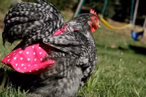 Video: Kiếm tiền tỷ nhờ sản xuất bỉm thời trang cho... gà