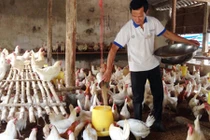 Lão nông chỉ cần ngửi mùi là biết ong, gà mắc bệnh gì