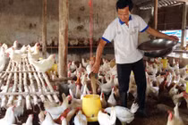 Lão nông chỉ cần ngửi mùi là biết ong, gà mắc bệnh gì