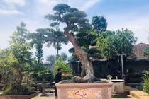 Cây duối cổ 400 tuổi giá 2 triệu, giờ khách trả 3 tỷ không bán