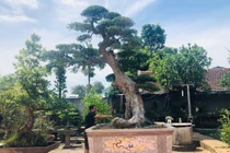 Cây duối cổ 400 tuổi giá 2 triệu, giờ khách trả 3 tỷ không bán