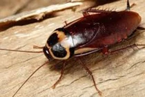 Video: Nỗi ám ảnh mang tên "gián và côn trùng"