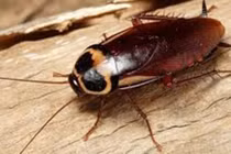 Video: Nỗi ám ảnh mang tên "gián và côn trùng"