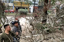 Cành mận cổ ồ ạt về Hà Nội hút dân mua chơi Tết