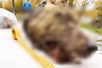 Đầu sói còn nguyên bộ não 4000 năm tuổi khiến chuyên gia sững sờ