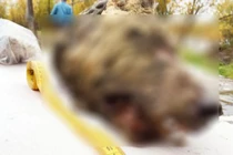 Đầu sói còn nguyên bộ não 4000 năm tuổi khiến chuyên gia sững sờ