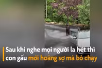 Video: Gấu đen mở cửa ôtô một cách dễ dàng ở Mỹ