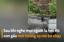 Video: Gấu đen mở cửa ôtô một cách dễ dàng ở Mỹ