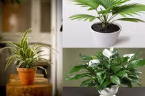 10 loại cây hút khí độc, tiêu diệt nấm mốc cực tốt