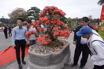 Ngắm nhìn "nữ hoàng quyên" cổ thụ có giá gần tỷ đồng