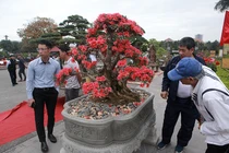 Ngắm nhìn "nữ hoàng quyên" cổ thụ có giá gần tỷ đồng