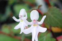 Hoa "khỏa thân, em bé quấn tã..." và top hoa "bá đạo" nhất thế giới