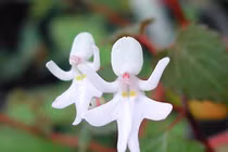 Hoa "khỏa thân, em bé quấn tã..." và top hoa "bá đạo" nhất thế giới