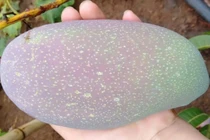 Xoài lạ giá chỉ 50.000 đồng/kg “hút hồn” các chị em