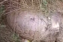 Trăn khổng lồ vỡ bụng chết thảm sau khi nuốt chửng con bê