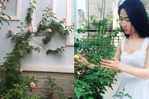 Ngắm sân thượng hoa hồng thi nhau đua sắc của bà mẹ trẻ Sài Gòn