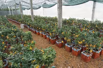 Phật thủ mini giá tiền triệu được khách hàng săn đón