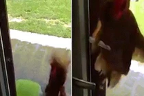 Video: Gà mái khôn như người, bay lên dùng chân mở cửa vào nhà