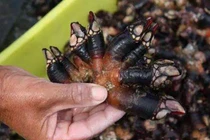 Loại đặc sản "gớm ghiếc" nhưng bán với giá ngất ngưởng